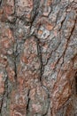 Rough tree bark with deep cracks and natural textures. Royalty Free Stock Photo