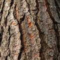 Rough tree bark with deep grooves and rugged texture. The surface is composed of da Royalty Free Stock Photo