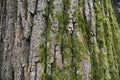 Rough tree bark with green moss growing on it