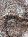 Â Rough tree bark with natural details. Perfect for rustic projects!  bark  treetexture  rusticdecor  nature Royalty Free Stock Photo