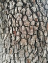 Rough Tree Bark with Square Shape Patterns Royalty Free Stock Photo