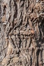 Closeup of rough tree bark texture Royalty Free Stock Photo