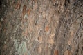 Rough Tree Bark Texture Background Royalty Free Stock Photo
