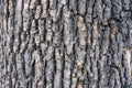 Rough tree bark texture background,natural surface backdrop.