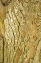 Rough Tree Bark Texture