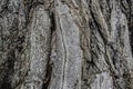 Rough tree bark texture close-up Royalty Free Stock Photo