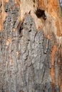 Rough tree bark texture with cracks and scratches Royalty Free Stock Photo