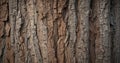 Rough tree bark texture, earthy brown and grey tones, design, wild Royalty Free Stock Photo