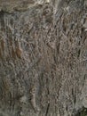 rough tree bark texture with natural grey and brown tones Royalty Free Stock Photo