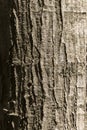 Rough Tree Trunk Texture Glowing