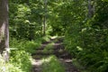 Rough road through the forest Royalty Free Stock Photo