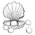 Rough vector sketch of a sea shell with pearls scattered around. Black and white freehand pencil drawing of an open seashell and