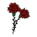 Rough vector sketch of two stems of blooming carnation