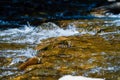 Rough water in the mountains, water flows over the rocks, forest, nature, mountains, waterfall, background Royalty Free Stock Photo