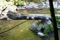 Rough water in the mountains, water flows over the rocks, forest, nature, mountains, waterfall, background Royalty Free Stock Photo