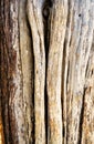 The rough and weathered bark of a cedar tree. Royalty Free Stock Photo