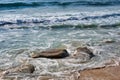 Pacific Ocean Waves on Cronulla Beach Rocks and Sand, Sydney, Australia Royalty Free Stock Photo