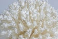 Rough White Spiny Coral Ocean Specimen.