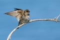 Rough-Winged Swallow Preparing To Take Flight Royalty Free Stock Photo