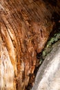 Wood growing into rock texture