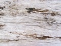 Rough wooden texture closeup. Raw timber with grungy cracks. Natural surface for vintage background Royalty Free Stock Photo