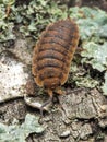 Rough woodlouse, Porcellio scaber, calico colour phase Royalty Free Stock Photo