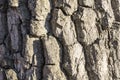 The roughened bark of a very old tree Royalty Free Stock Photo