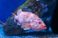 Rougheye rockfish swimming underwater Royalty Free Stock Photo