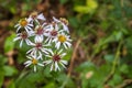 Roughleaf aster Eurybia radulina wildflowers covered in dew, California Royalty Free Stock Photo