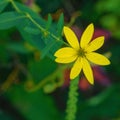 Roughleaf Sunflower, Helianthus strumosus Royalty Free Stock Photo