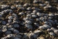 Roughly fresh oysters shell on beach near sea or ocean.