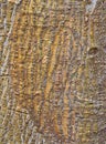 Roughly Textured Bark Pattern