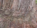 Roughly Textured Bark Pattern, Sydney, Australia