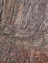 Roughly Textured Bark Pattern, Sydney, Australia