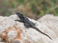 Roughtail rock agama or hardun lizard on a rock Stellagama stellio or Laudakia stellio stellion or Lacerta stellio Royalty Free Stock Photo