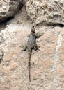 Roughtail Rock Agama lizard (lat.- Stellagama stellio Royalty Free Stock Photo
