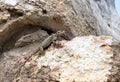 Roughtail Rock Agama lizard (lat.- Stellagama stellio Royalty Free Stock Photo