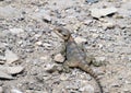 Roughtail Rock Agama lizard (lat.- Stellagama stellio Royalty Free Stock Photo