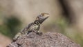 Roughtail Rock Agama Royalty Free Stock Photo