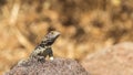 Roughtail Rock Agama Royalty Free Stock Photo