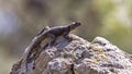 Roughtail Rock Agama Royalty Free Stock Photo
