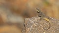 Roughtail Rock Agama on Rock Royalty Free Stock Photo