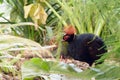 Rouloul Partridge in undergrowth