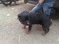 Roult viller male dog with black shiney hair