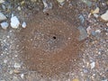 Round ant excavation mounds with centre holes