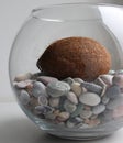 Round Aquarium With Colored Smooth Stones And Coconut With Whole Shell Royalty Free Stock Photo