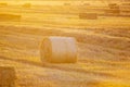 Round bale pressed dry wheat straw on field after harvest summer autumn evening Royalty Free Stock Photo