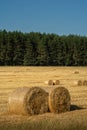 round bales of golden straw on a stubble field after the harvest in August against the background of a coniferous forest under a Royalty Free Stock Photo