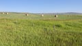 Round Bales in a Field at Cochrane Royalty Free Stock Photo