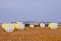 Round bales of freshly harvested cotton wrapped in yellow plastic, in the field in Campo Verde, Mato Grosso, Brazil